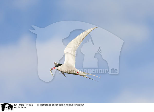Arctic tern / MBS-14492