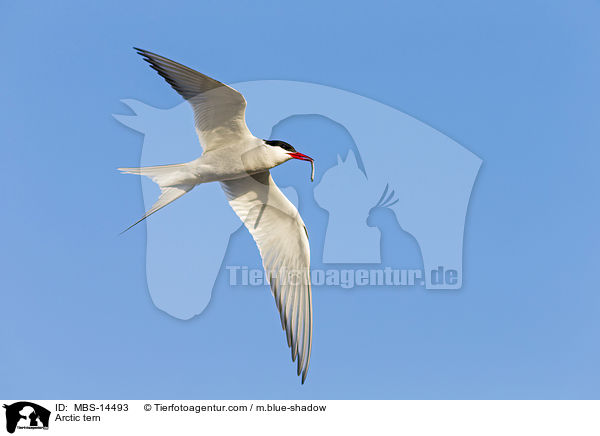 Arctic tern / MBS-14493