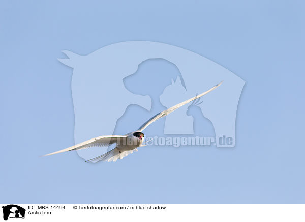 Arctic tern / MBS-14494