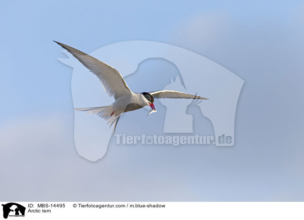 Arctic tern / MBS-14495