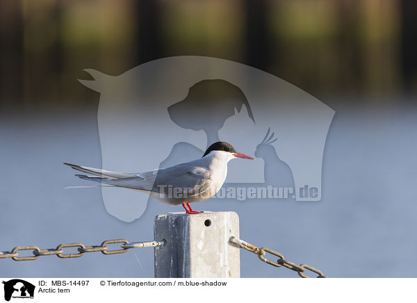 Arctic tern / MBS-14497