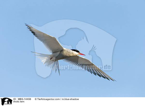 Arctic tern / MBS-14498