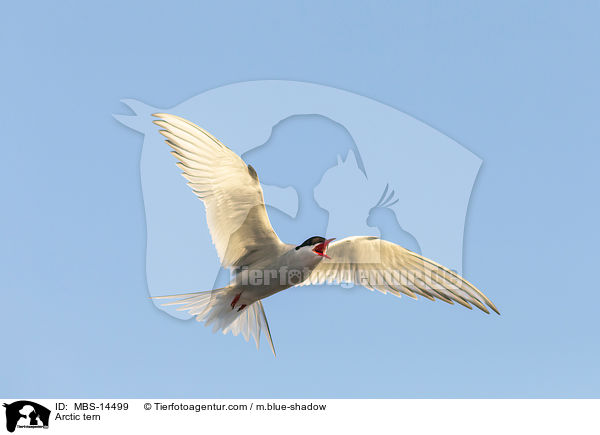 Arctic tern / MBS-14499