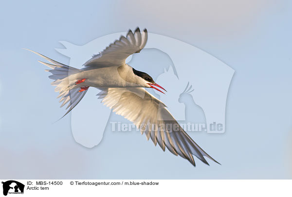 Arctic tern / MBS-14500