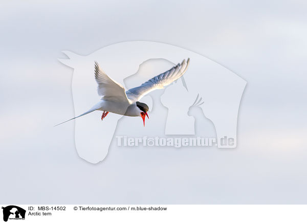 Arctic tern / MBS-14502