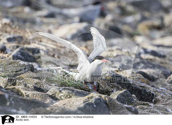 Arctic tern / MBS-14504