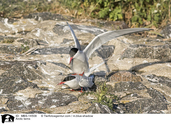 Arctic terns / MBS-14508