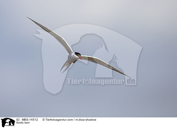 Arctic tern / MBS-14512