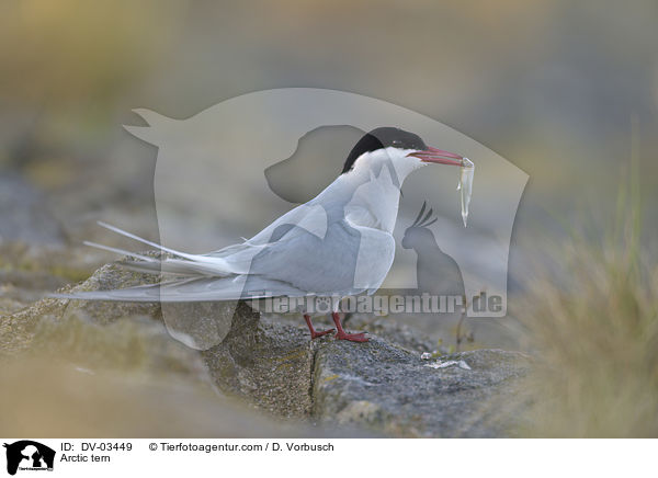 Arctic tern / DV-03449