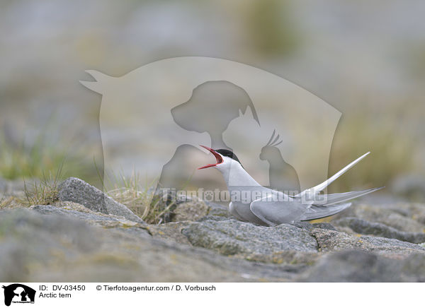 Arctic tern / DV-03450