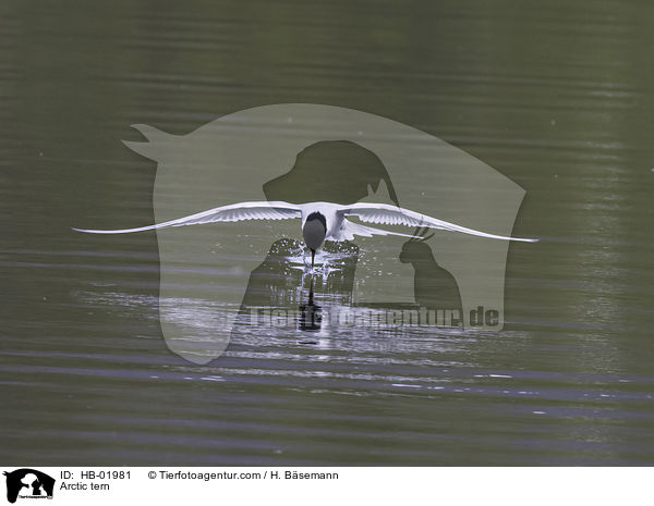Arctic tern / HB-01981