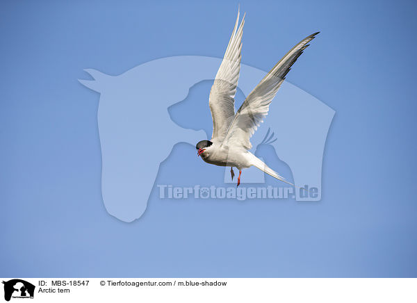 Arctic tern / MBS-18547