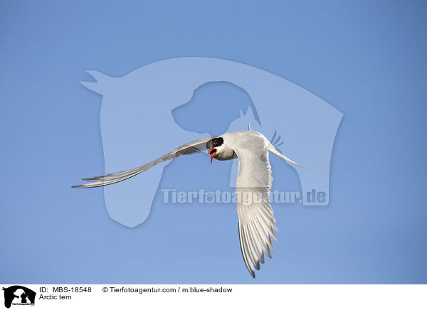 Arctic tern / MBS-18548