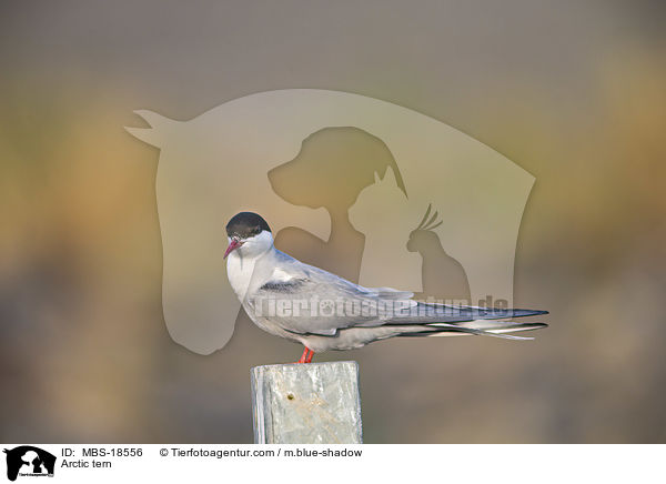 Arctic tern / MBS-18556