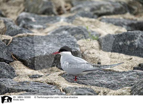 Arctic tern / MBS-18566