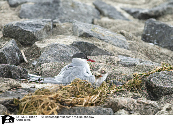 Arctic terns / MBS-18567