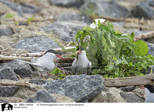 Arctic terns / MBS-18568
