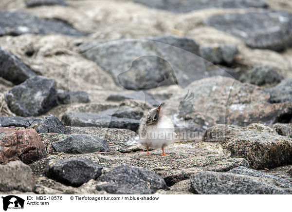 Arctic tern / MBS-18576