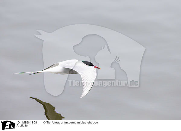 Arctic tern / MBS-18581