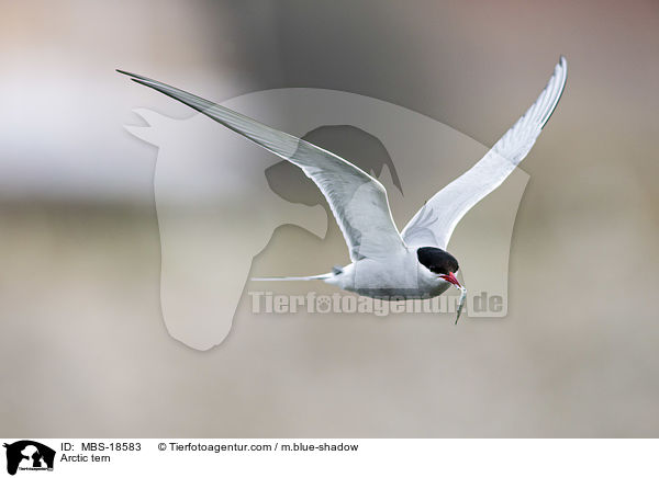 Arctic tern / MBS-18583