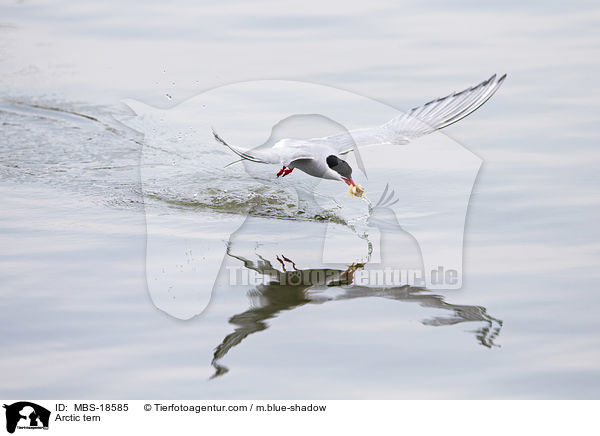Arctic tern / MBS-18585