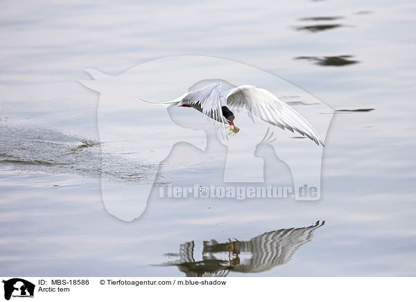 Arctic tern / MBS-18586