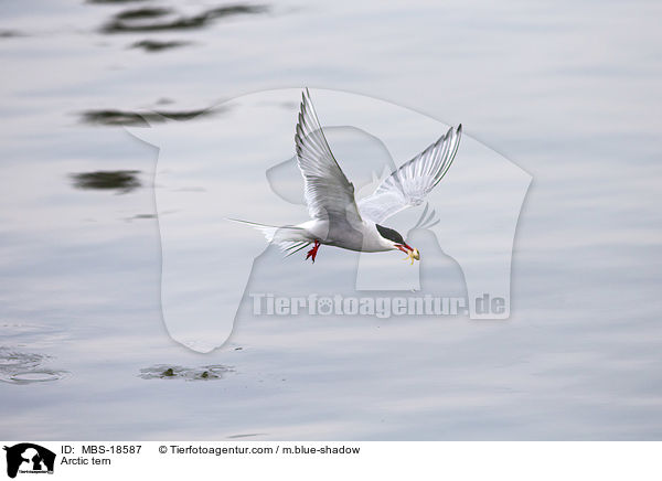 Arctic tern / MBS-18587