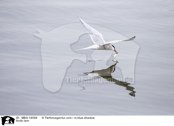 Arctic tern / MBS-18588