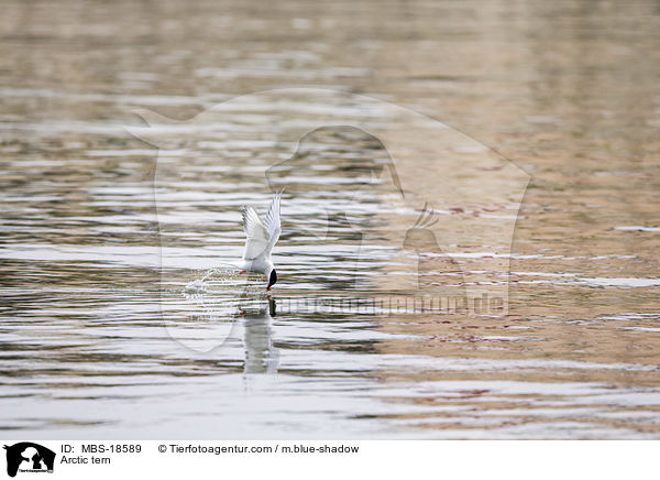Arctic tern / MBS-18589