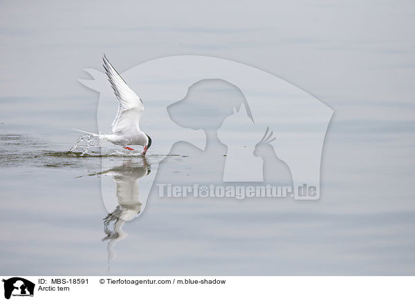 Arctic tern / MBS-18591