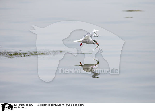 Arctic tern / MBS-18592