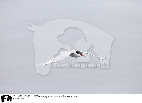 Arctic tern / MBS-18593