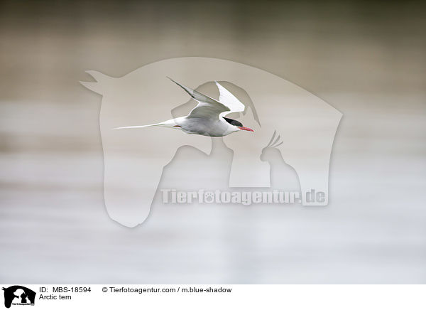 Arctic tern / MBS-18594