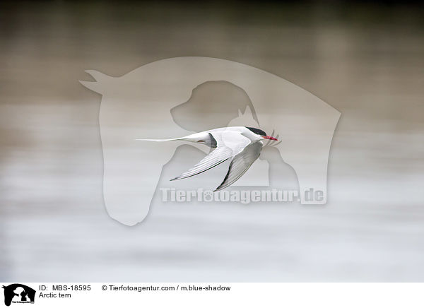 Arctic tern / MBS-18595