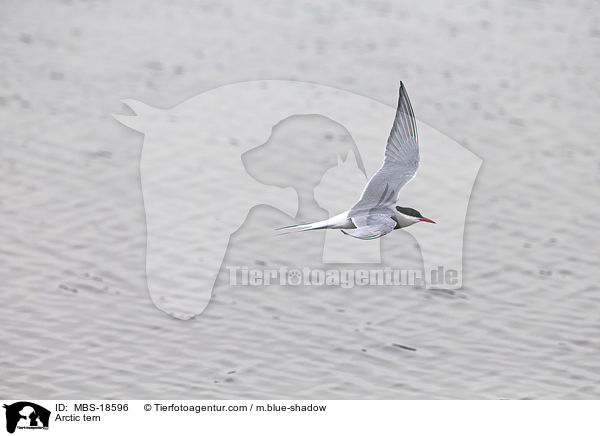 Arctic tern / MBS-18596