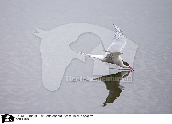 Arctic tern / MBS-18599