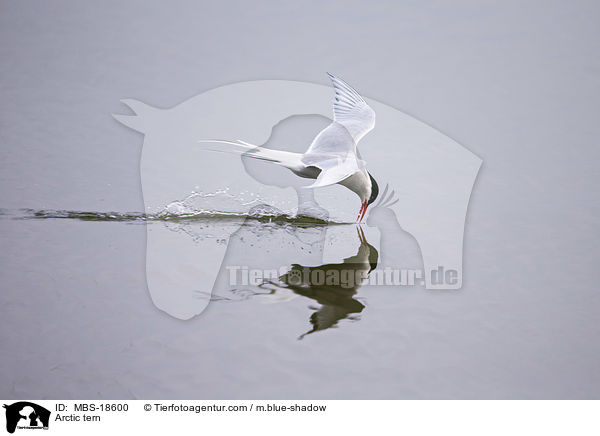 Arctic tern / MBS-18600