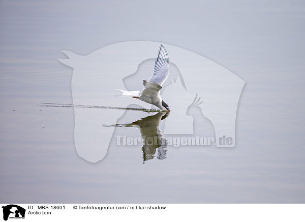 Arctic tern / MBS-18601