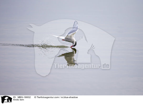 Arctic tern / MBS-18602