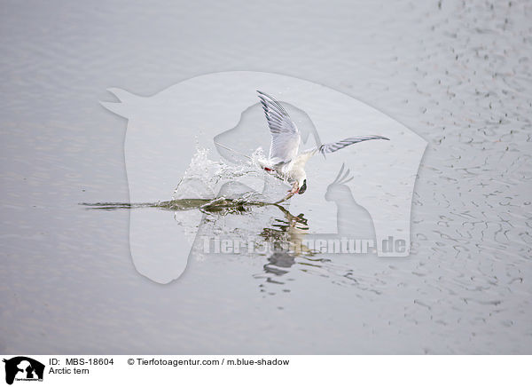 Arctic tern / MBS-18604