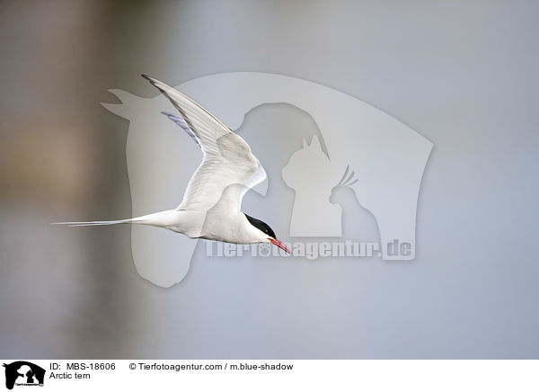 Arctic tern / MBS-18606