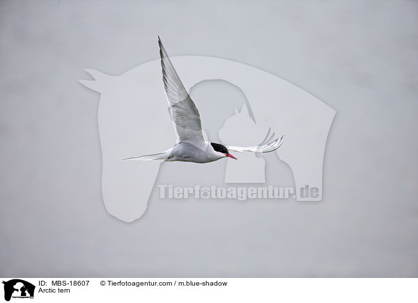 Arctic tern / MBS-18607