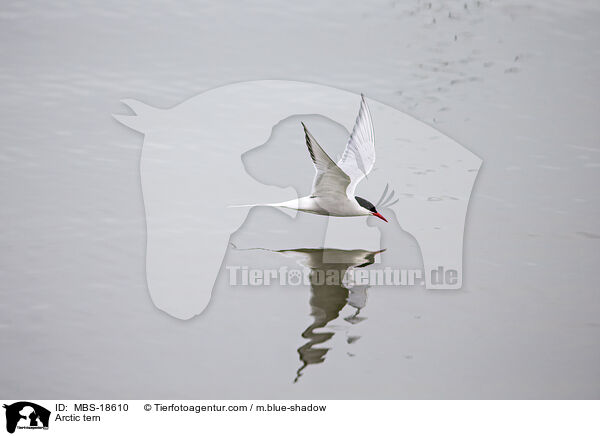Arctic tern / MBS-18610