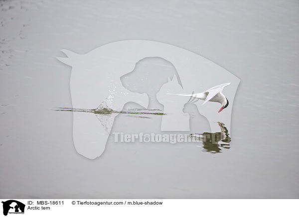 Arctic tern / MBS-18611