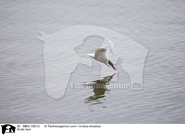 Arctic tern / MBS-18612
