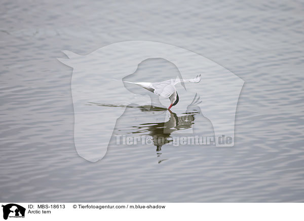 Arctic tern / MBS-18613