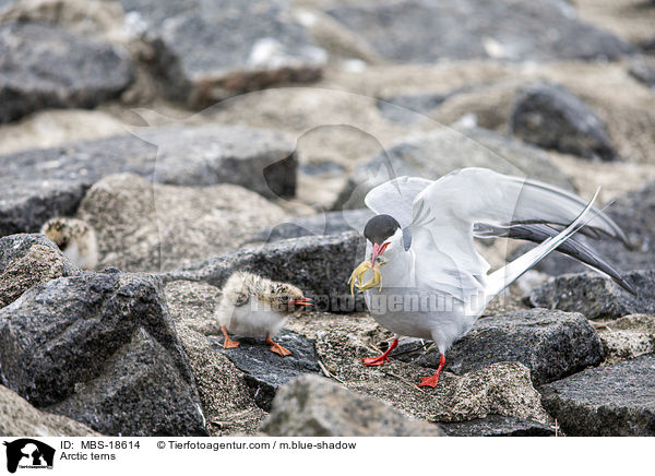 Arctic terns / MBS-18614