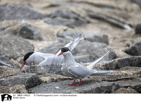 Arctic terns / MBS-18623