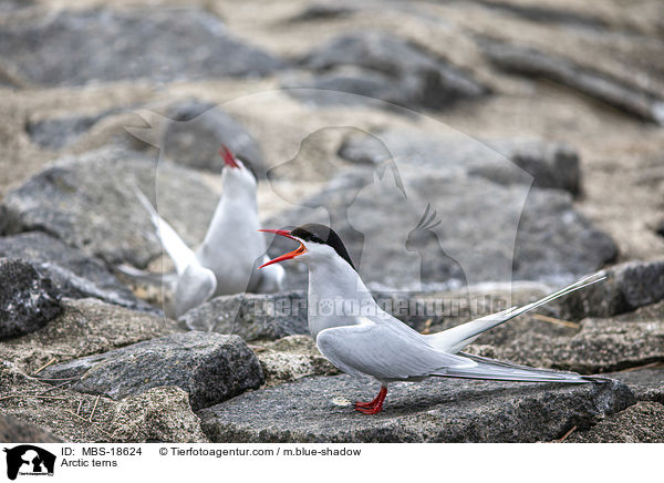 Arctic terns / MBS-18624