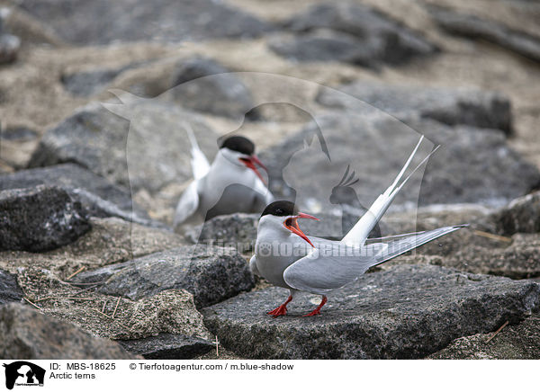 Arctic terns / MBS-18625